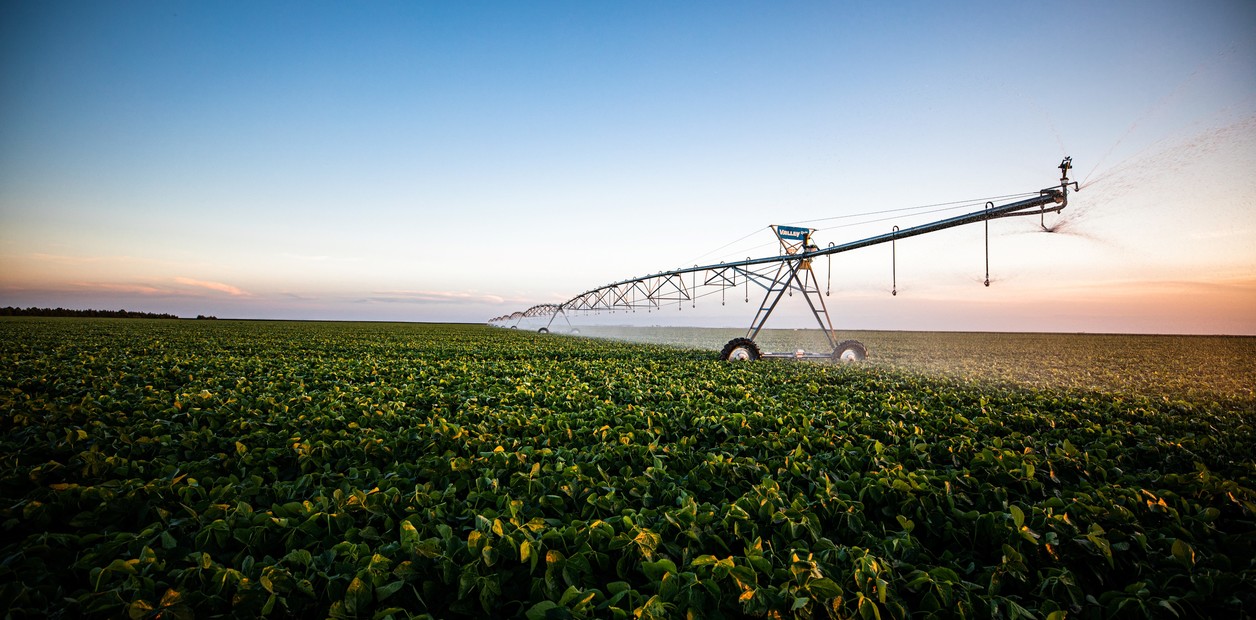 70 ha — Campo agrícola de alta calidad con renta en Florida – 1