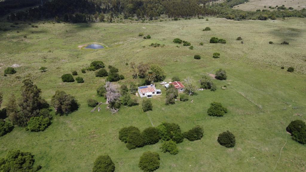 70 ha ganaderas y 100% forestales en Lavalleja (Chamamé) – 11